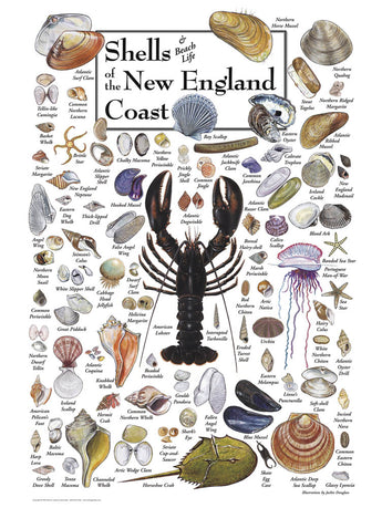 Shells of New England Puzzle