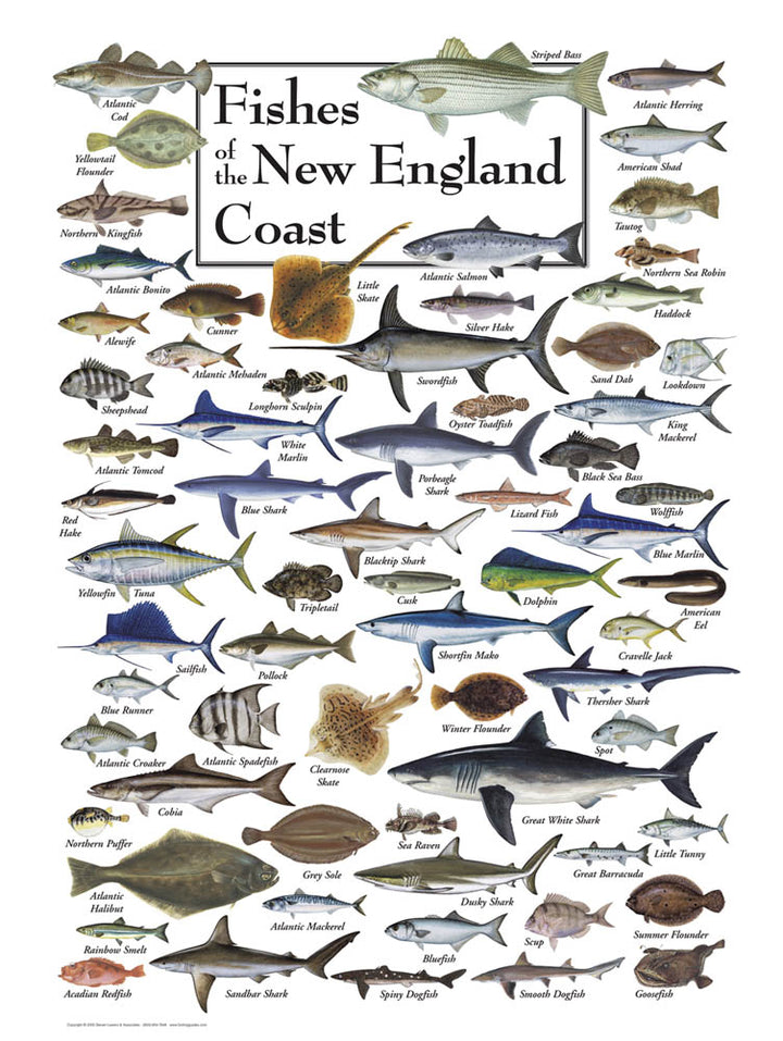Marine Life of New England Puzzle