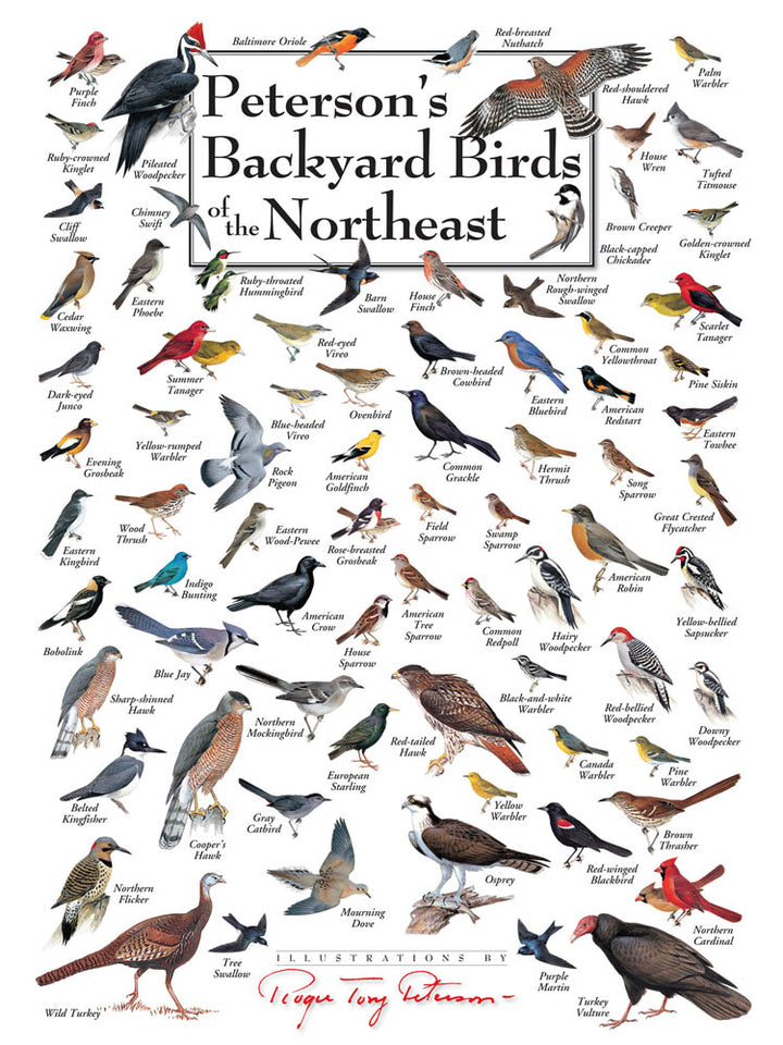 Backyard Birds of The Northeast Puzzle